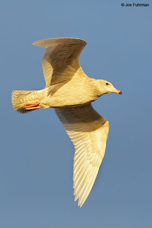 Glaucous Gull Barrow, AK October 2016