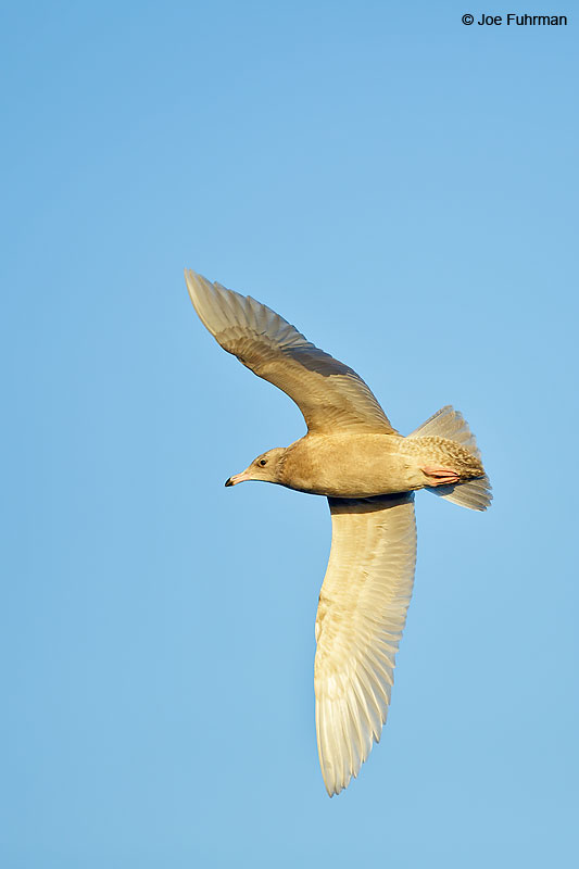 Glaucous GullBarrow, AK October 2016