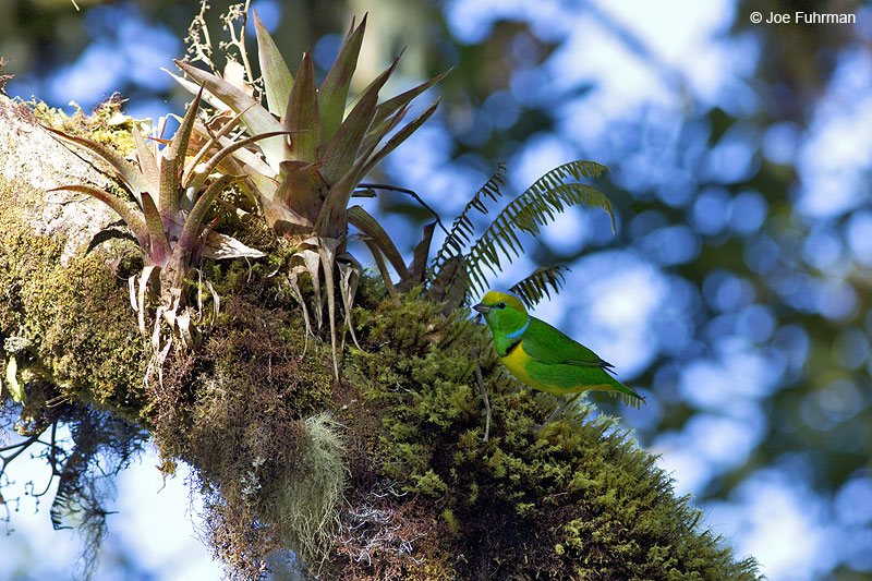 Golden-browed Chlorophonia Paraiso Quetzal Lodge, Costa Rica   Jan. 2014