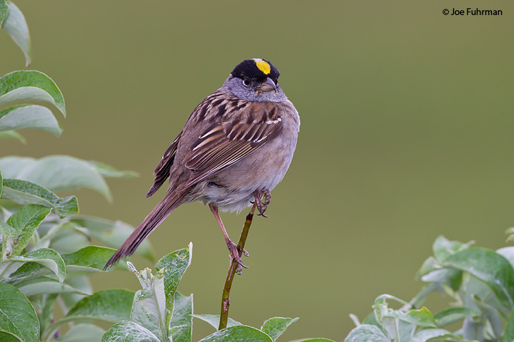 Golden-crowned Sparrow Seward Peninsula, AK June 2011