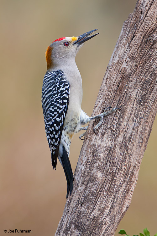 Golden-fronted Woodpecker male Hidalgo Co., TX   November 2008