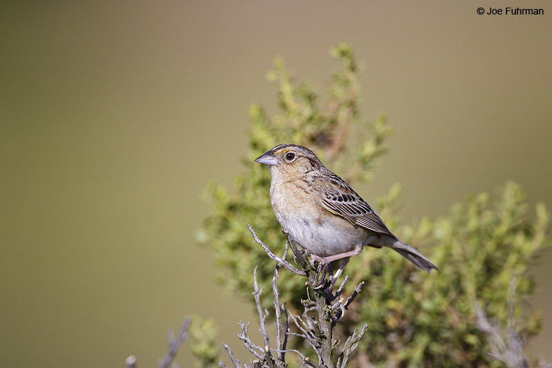 Grasshopper Sparrow Ventura Co., CA    May 2012