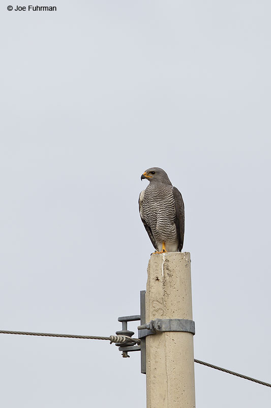 Gray Hawk Nay., Mexico   March 2013
