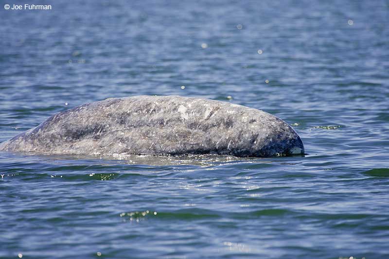 Gray Whale Magdalena Bay, Baja Sur, Mexico   February 2008