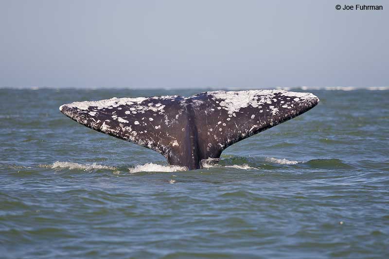 Gray Whale Magdalena Bay, BCS, Mexico    March 2011