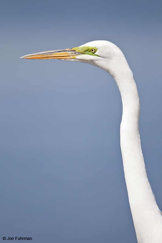 Great Egret-breeding Riverside Co., CA April 2012