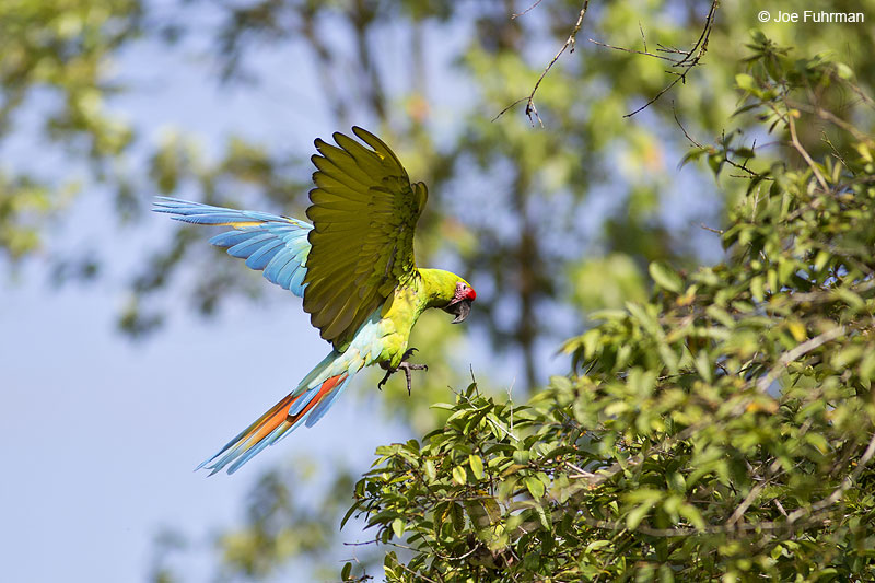 Great Green Macaw Laguna del Lagarto Lodge, Costa Rica   Jan. 2014
