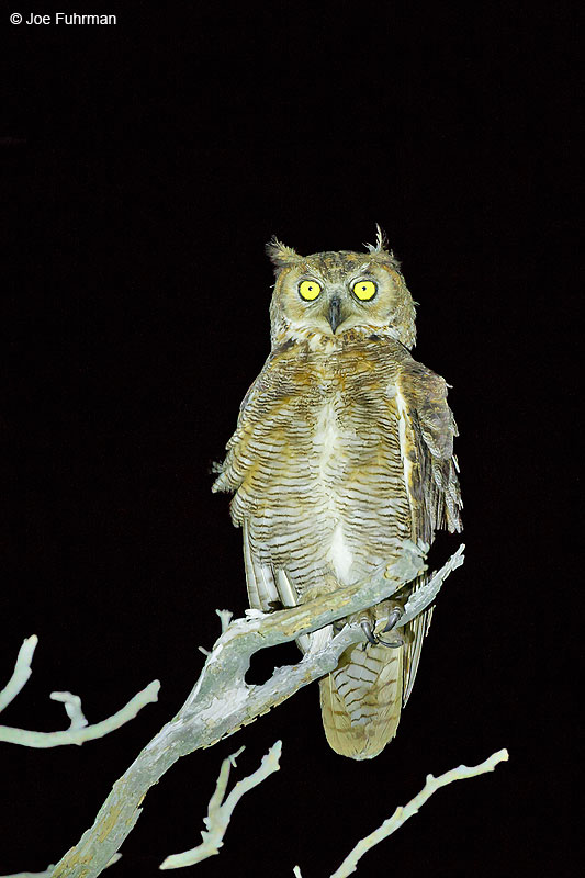 Great Horned Owl Tamaulipas, Mexico Sept. 2016