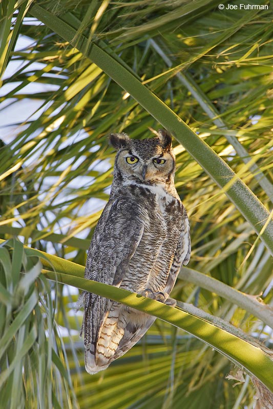 Great Horned Owl Riverside Co., CA April 2006