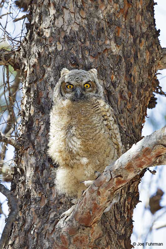 Great Horned Owl Pima Co., AZ April 2013