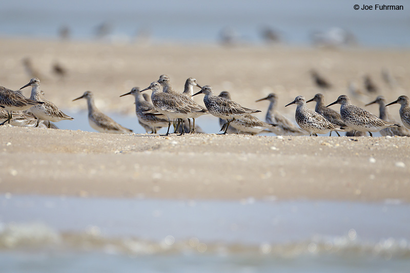 Great Knot Thailand Feb. 2012