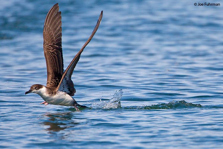Greater Shearwater Newfoundland, Canada August 2011