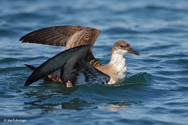Greater Shearwater Newfoundland, Canada August 2011