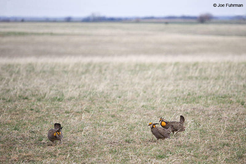 Greater Prairie-Chicken Lyon Co., KS   April 2013