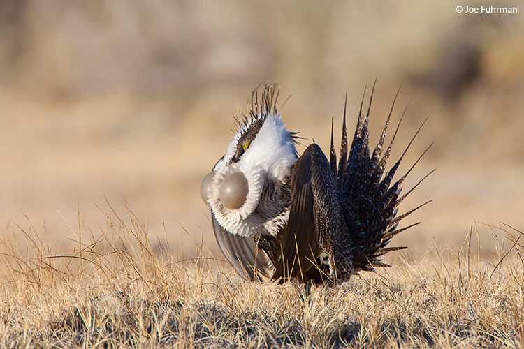 Greater Sage-Grouse Mono Co., CA   March 2007