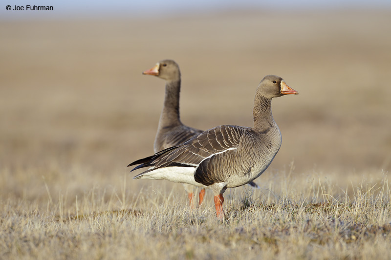 Greater White-fronted Goose Barrow, AK June 2012