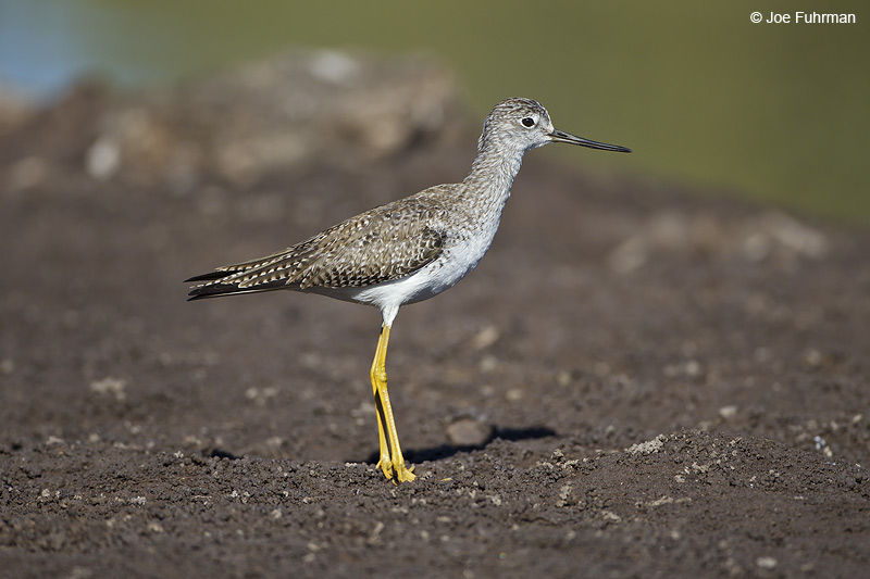 Greater Yellowlegs BCS, Mexico March 2011