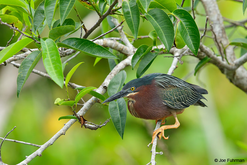 Green HeronSan Blas, Nayarit, Mexico April 2015