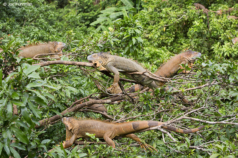 Green Iguana La Fortuna, Costa Rica   Jan. 2014