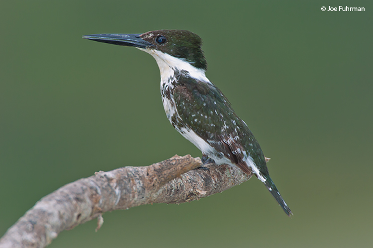 Green Kingfisher female Tamaulipas, Mexico May 2005