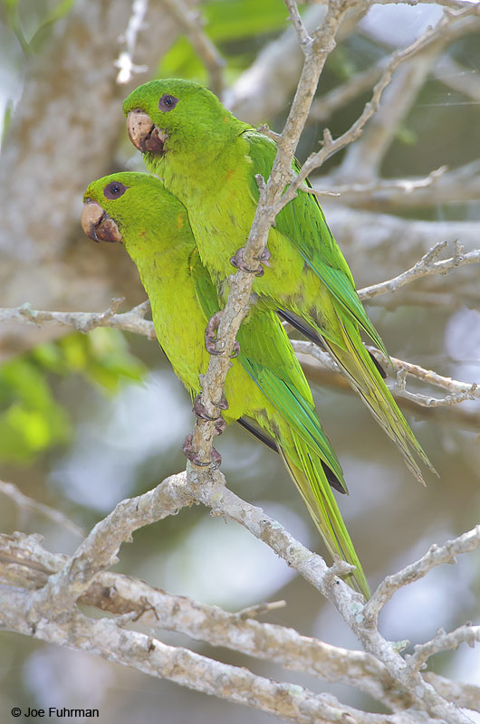 Green Parakeet Tamaulipas, Mexico   May 2005