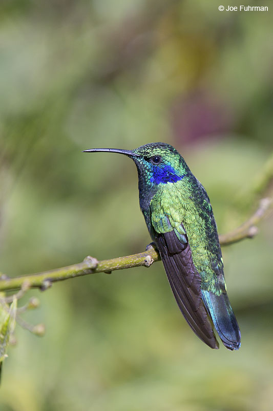 Green Violetear Paraiso Quetzal Lodge, Costa Rica Jan. 2014