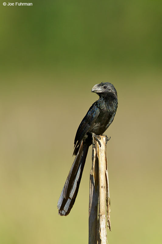 Groove-billed Ani Jalisco, Mexico April 2015