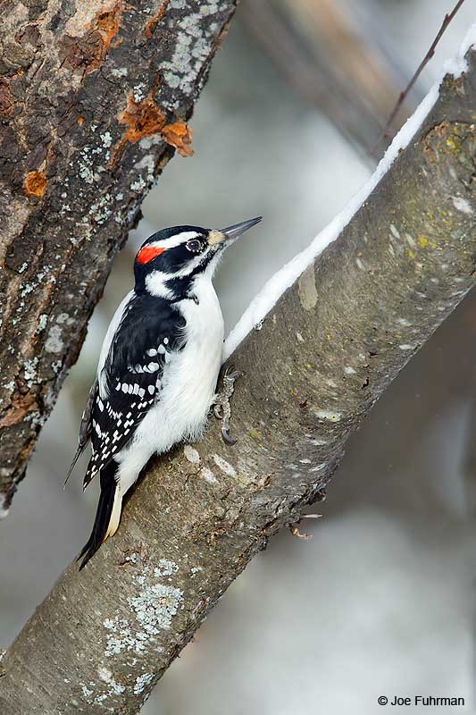 Hairy Woodpecker Marquette, MI Jan. 201