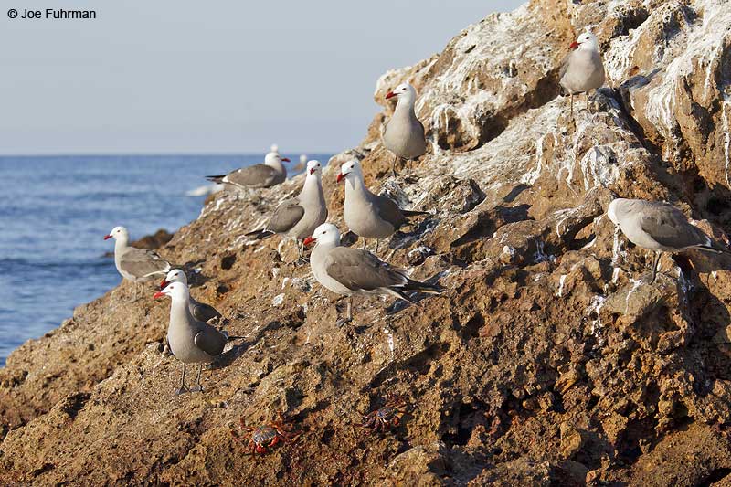 Heermann's Gull breeding plumage Islas Marietas, Nay., Mexico March 2013