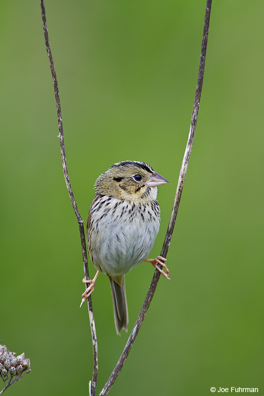 Henslow's Sparrow Muskingum Co., OH May 2009
