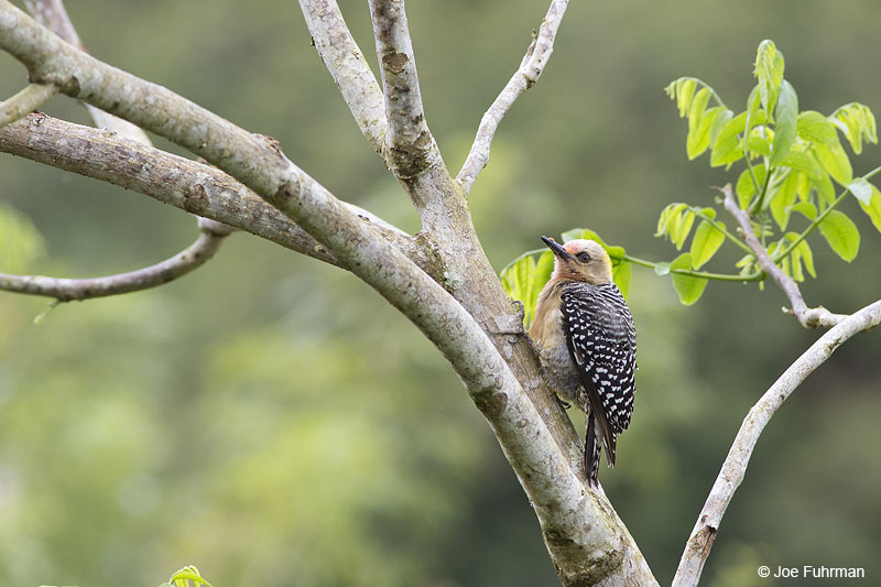 Hoffmann's Woodpecker Savegre Lodge, Costa Rica   Jan. 2014