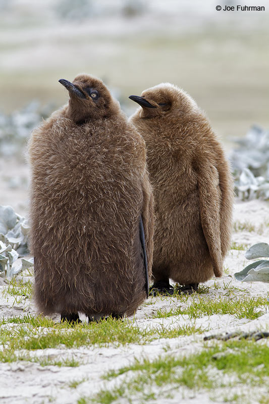 King Penguin juvenile Saunders Island, Falkland Islands Nov. 2010