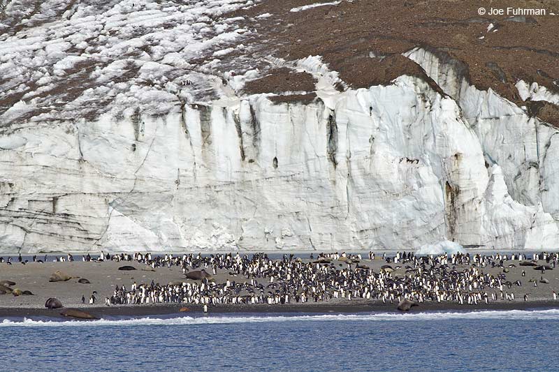 King Penguin-St. Andrews Bay South Georgia Island Nov. 2010