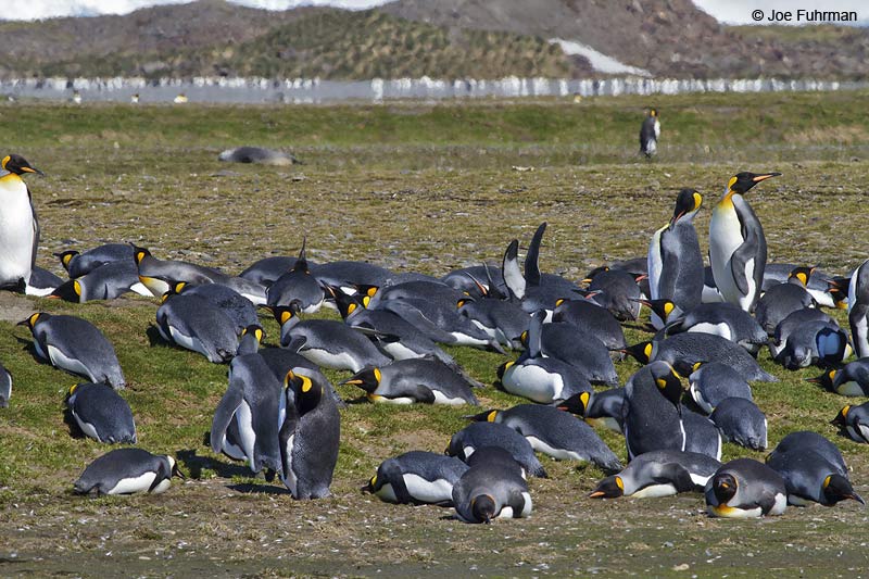 King Penguin Salisbury Plain, Bay of Isles South Georgia Island Nov. 2010