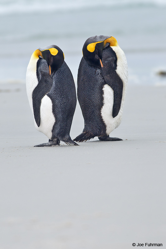 King Penguin Saunders Island, Falkland Islands Nov. 2010