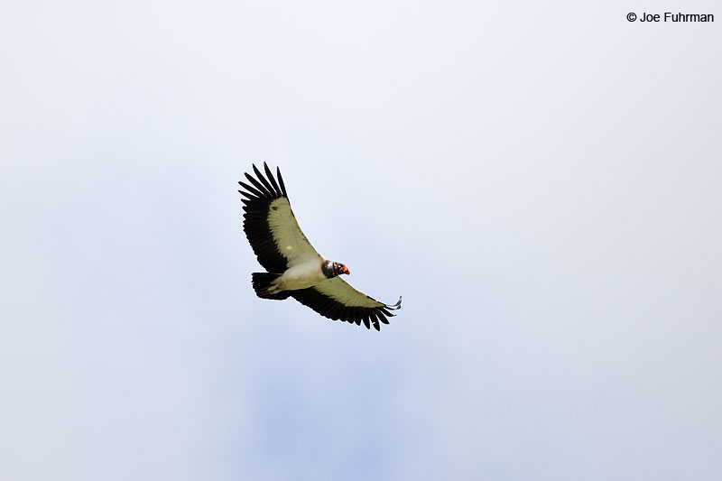 King Vulture Laguna del Lagarto Lodge, Costa Rica   Jan. 2014