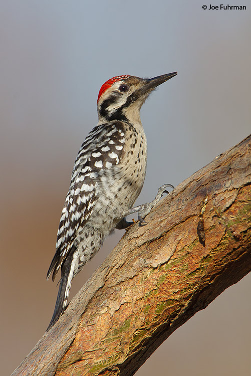 Ladder-backed Woodpecker male Riverside Co., CA January 2009