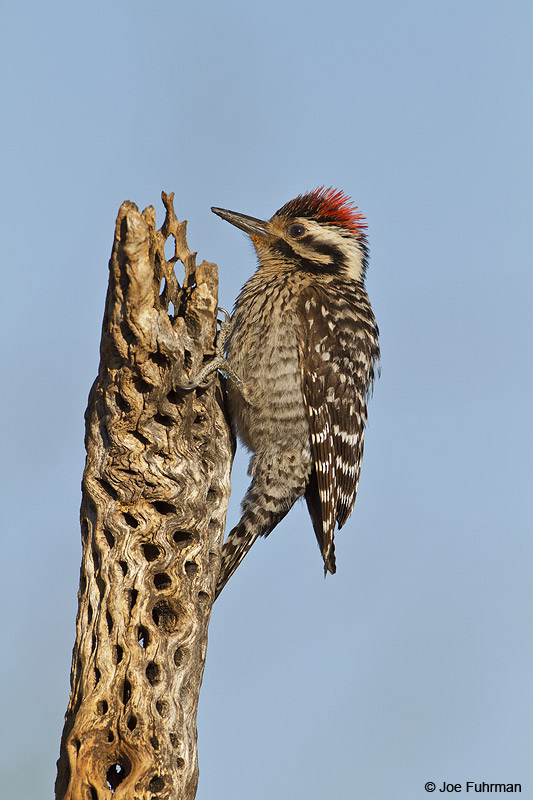 Ladder-backed Woodpecker male Santa Cruz Co., AZ April 2010