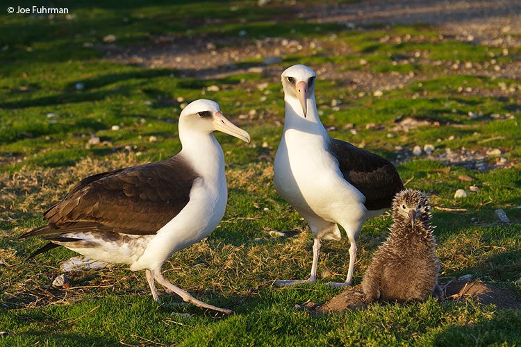 Laysan Albatross Midway Island, HA March 2010