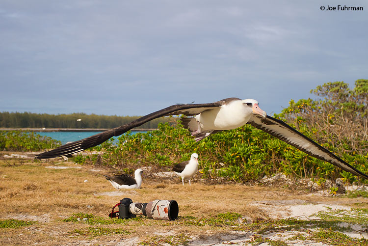 Laysan Albatross Midway Atoll, HA March 2010