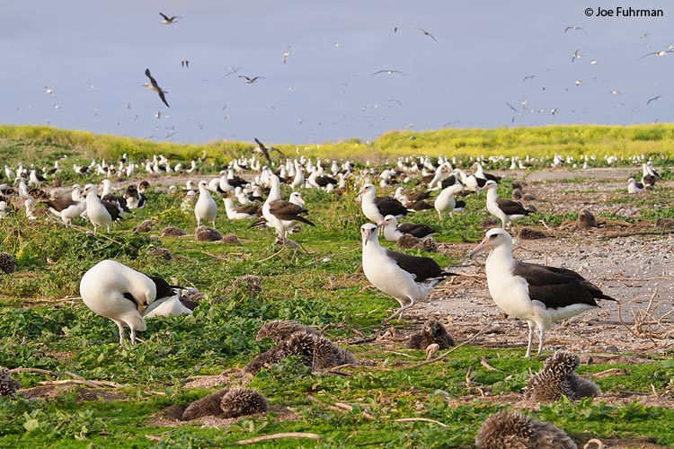 Laysan Albatross Eastern Island/Midway Atoll, HA March 2010