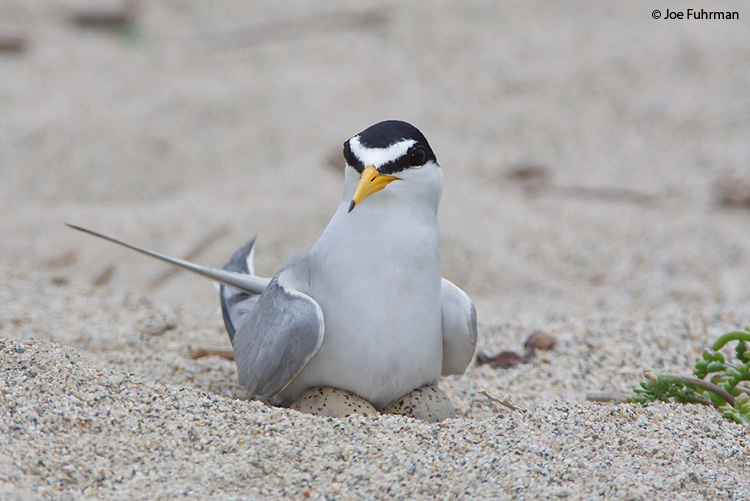 Least Tern adult breeding Ventura Co., CA June 2009