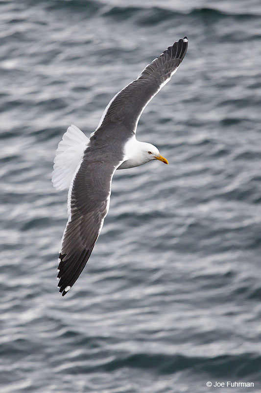 Lesser Black-backed Gull breeding adult Iceland   July 2013