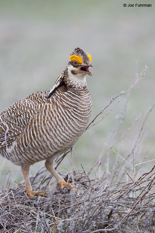 Greater Prairie-Chicken Lipscomb Co., TX   April 2013
