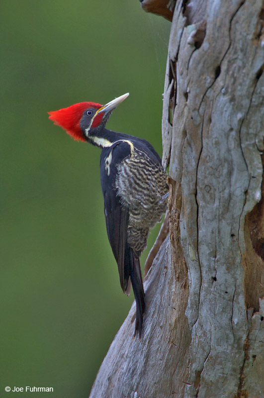Linneated Woodpecker Tamaulipas, Mexico   December 2004