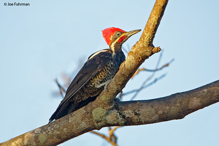 Lineated Woodpecker Hato Pinero, Venezuela   February 2009
