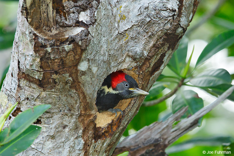 Linneated Woodpecker at nest.San Blas, Nayarit, Mexico   April 2015