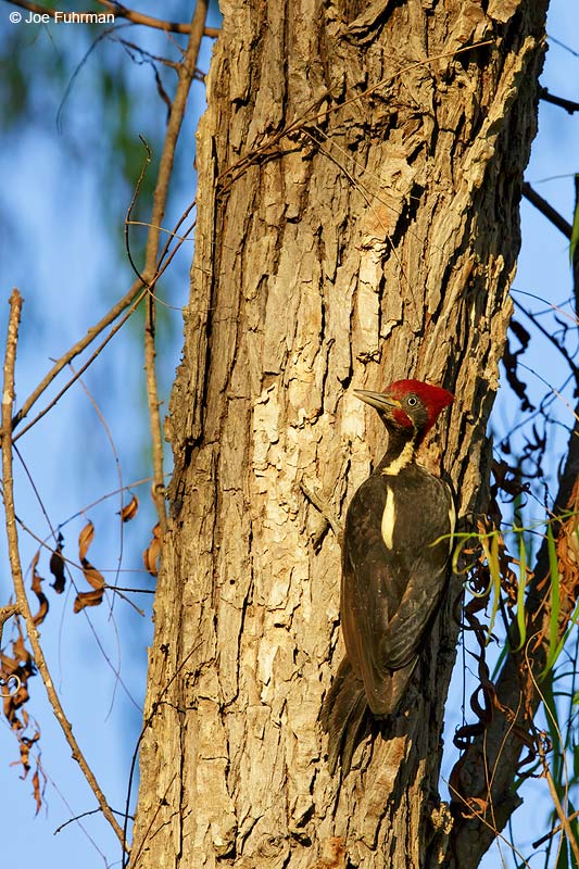 Linneated Woodpecker Jalisco, Mexico   April 2015