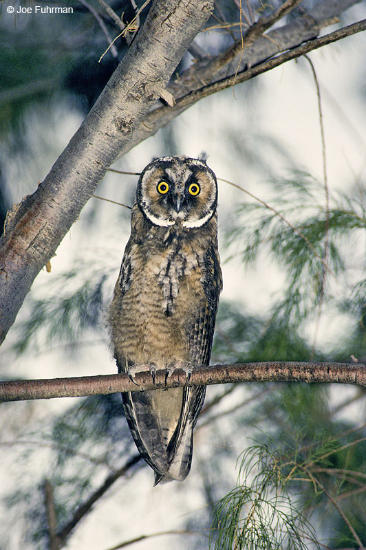 Long-eared Owl San Diego Co., CA May 1992