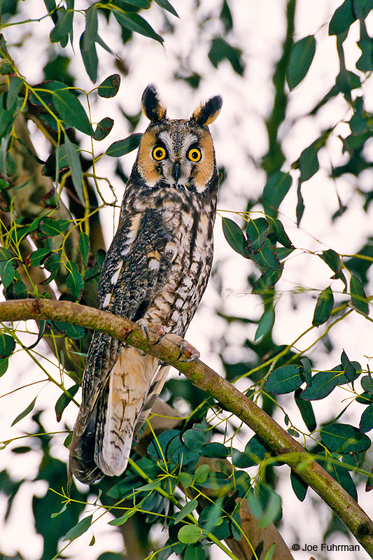Long-eared Owl Kern Co., CA